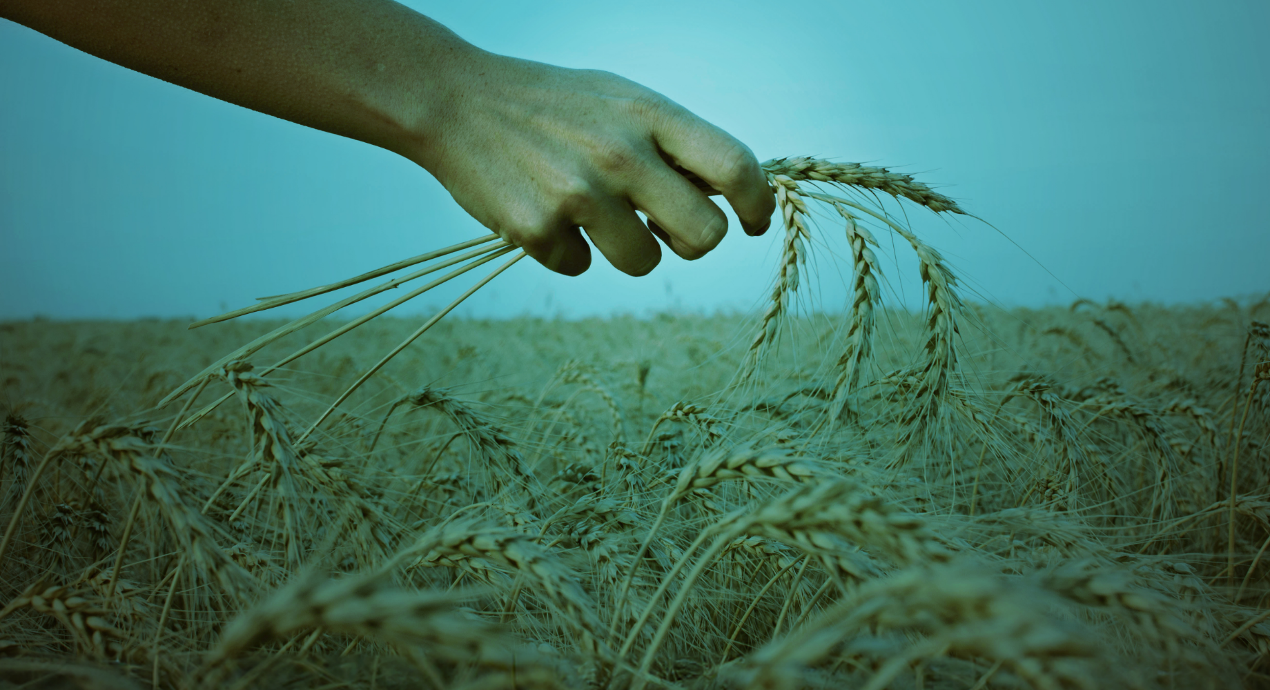 Hand Holding Wheat
